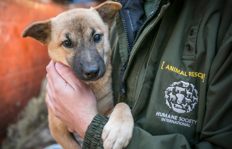 Ways to help in Ukraine 5 JC NAMYANGJU CANADA DOGS 064 456211 Animal Rescue Fund