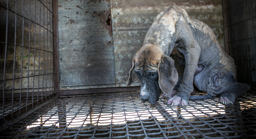 Humane Society International