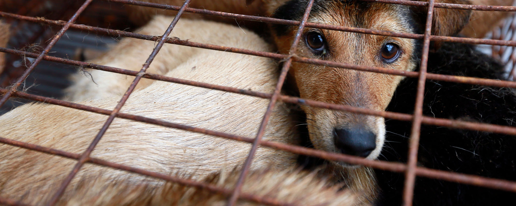Dogs rescued from Yulin Dog Meat Festival