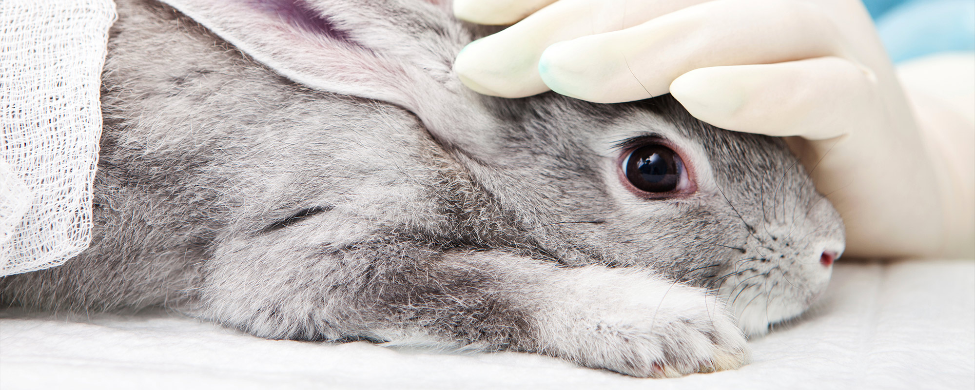 rabbit in testing lab