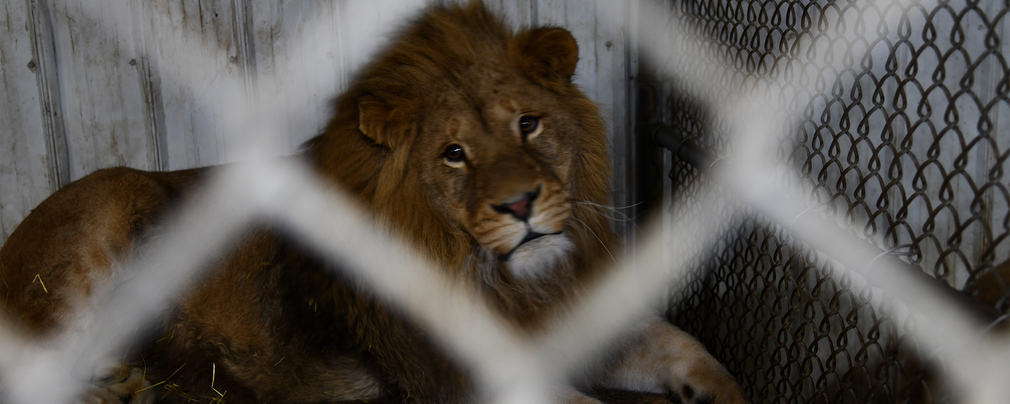 scared lion in a cage