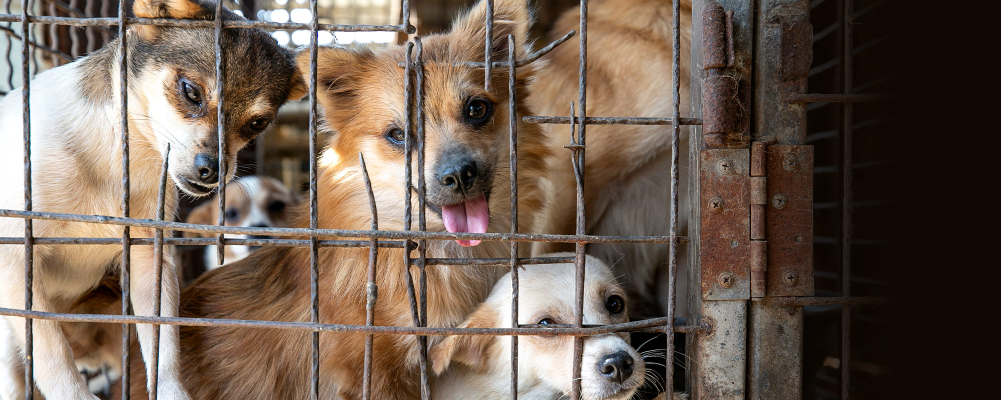 Baker, center, is shown locked in a cage at a dog meat farm in Haemi, South Korea