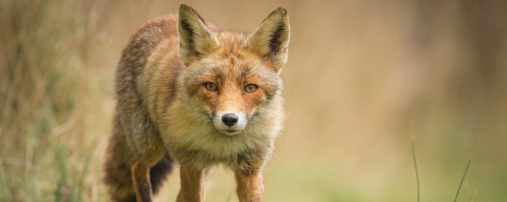 happy fox