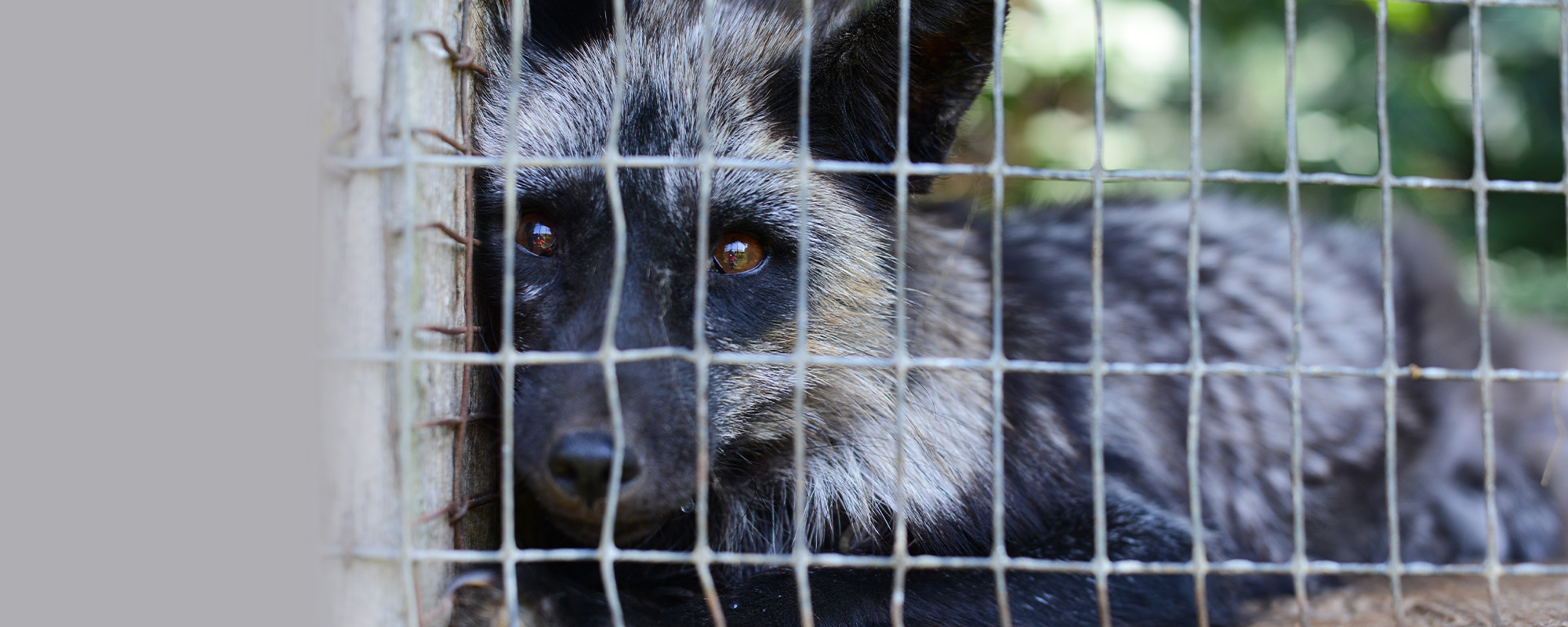 MRN (Quebec government - Ministry of Natural Ressources) fur farm case