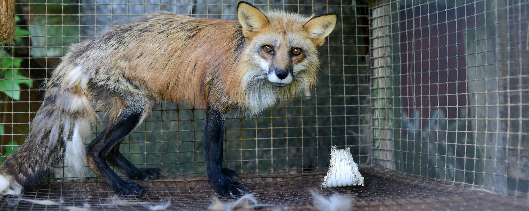 fox in a cage