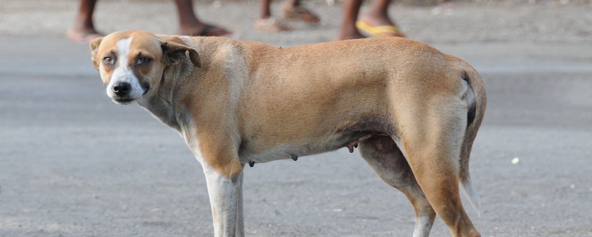 street dog