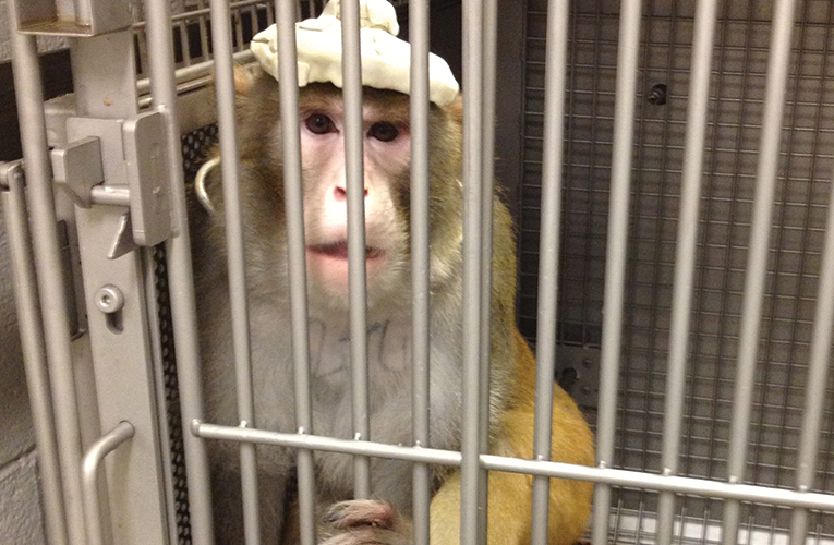 monkey in a cage