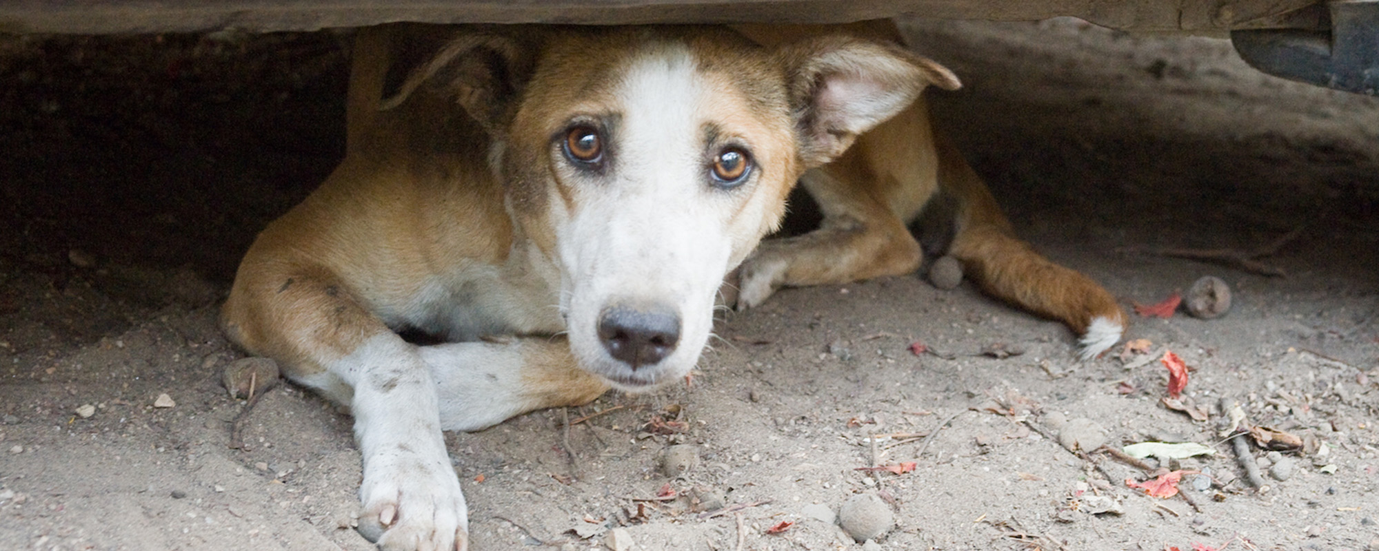 dog on the streets