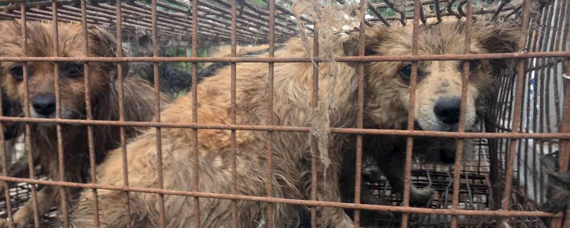 Dogs rescued from Yulin Dog Meat Festival