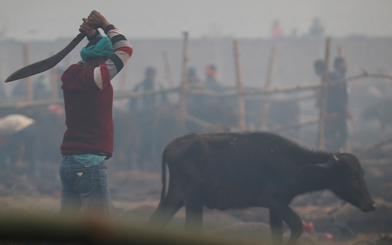 gadhimai festival