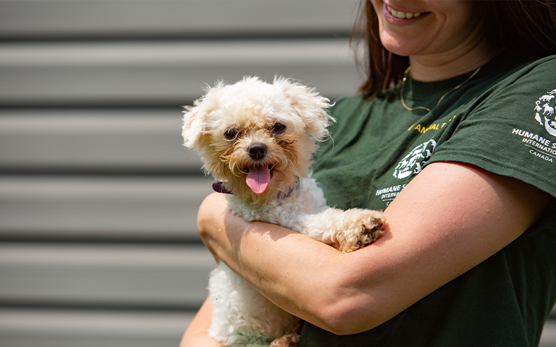 A dog looks at the camera.