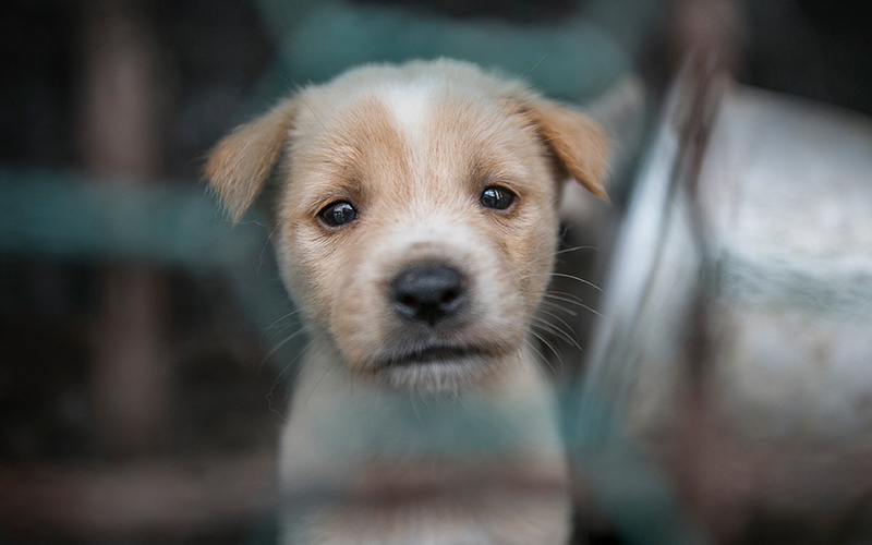 A puppy locked in a cage at a dog meat farm in Yesan, South Korea
