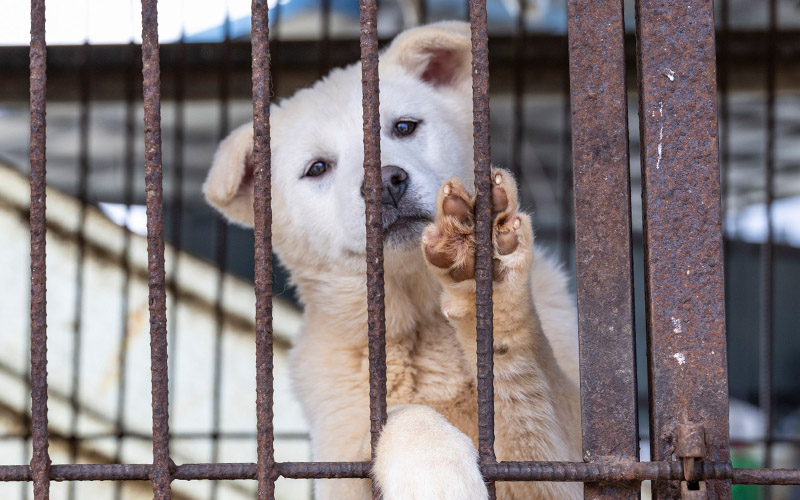 Dog at a dog meat farm