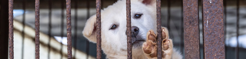 Dog at a dog meat farm