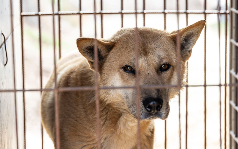 A dog in a cage on a dogmeat farm
