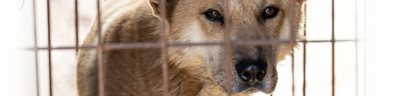 A dog in a cage on a dogmeat farm