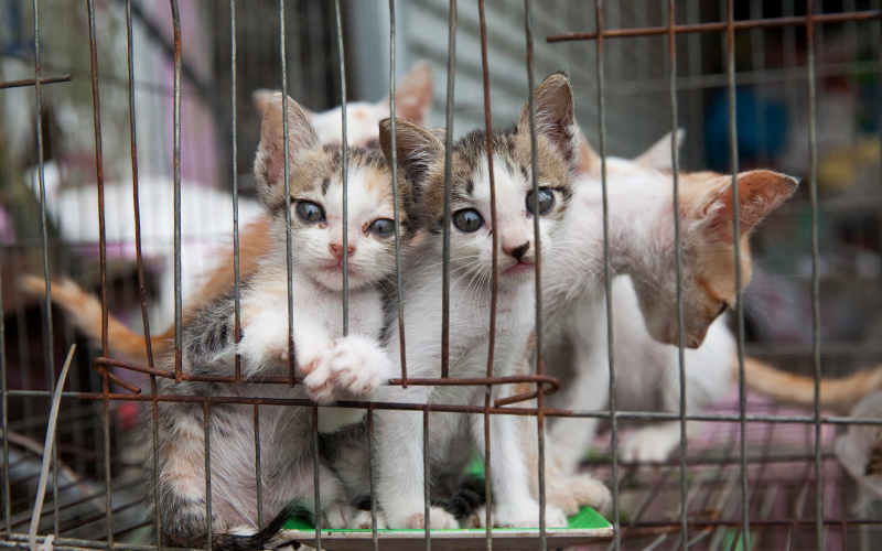 Cats locked in a cage at a cat meat facility
