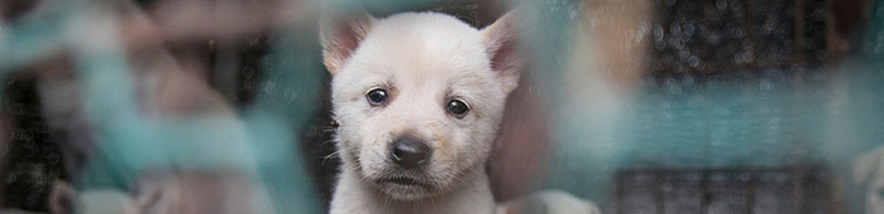 Dogs at a dog meat facility