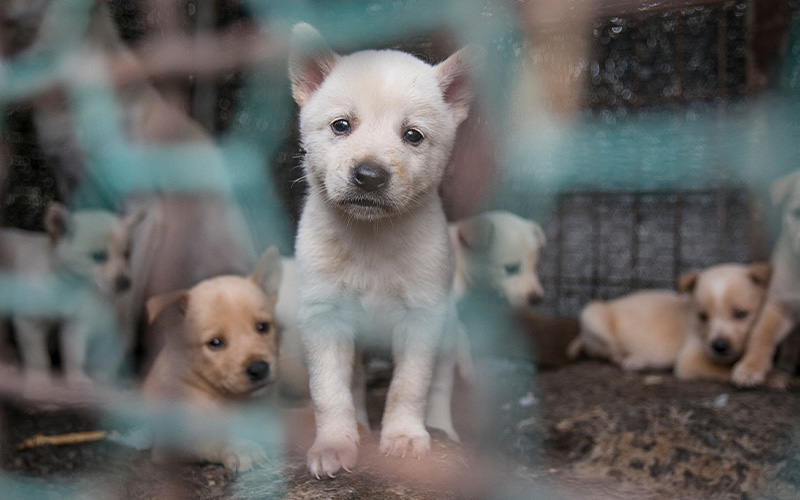 dogs at a dog meat facility