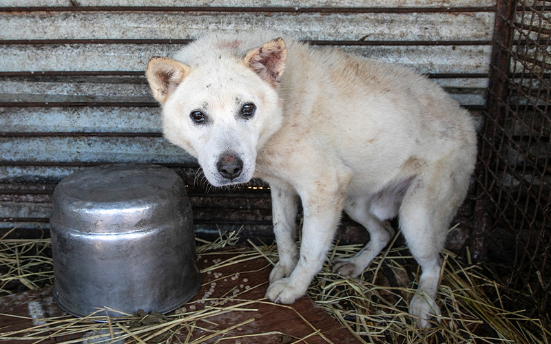 A dog locked in a cage at a dog meat facility