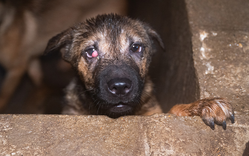 dog on a dog meat farm