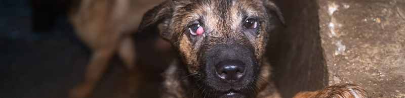 Puppy on a dog meat farm