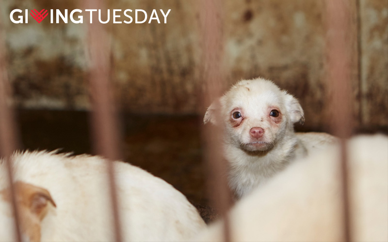 A puppy locked in a cage at a dog meat facility