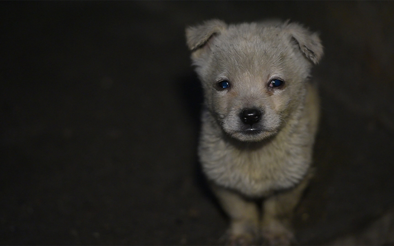 dog on dog meat farm