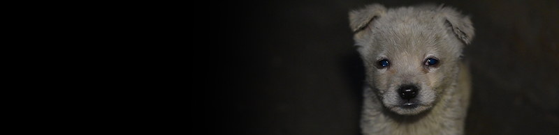 dog on a dog meat farm