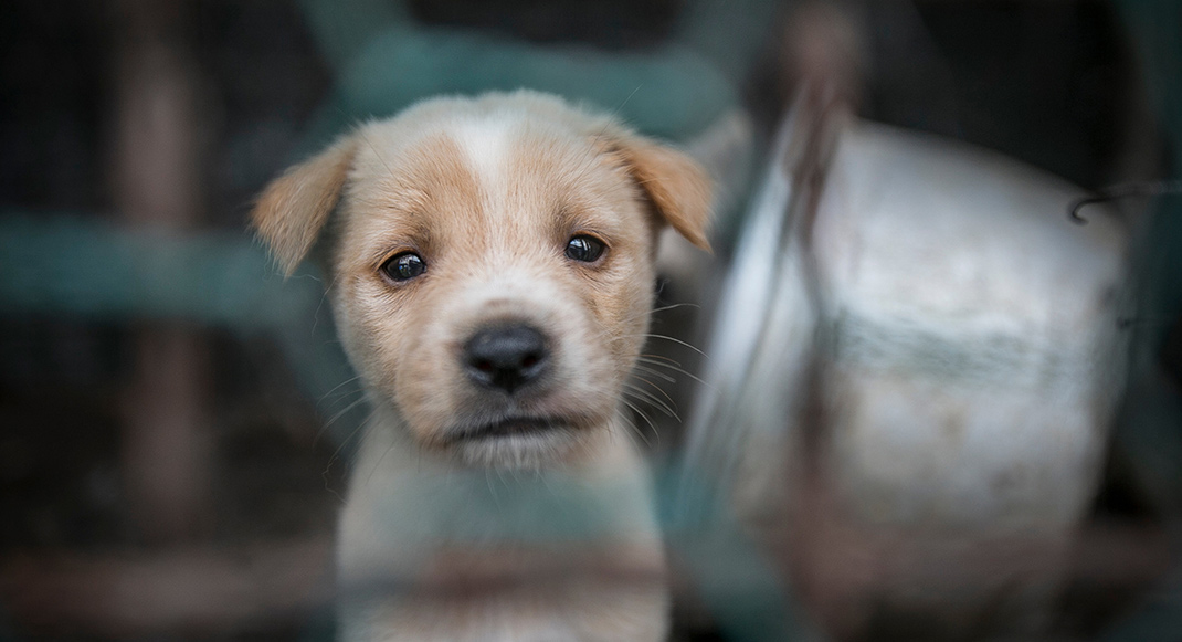 A puppy locked in a cage at a dog meat facility