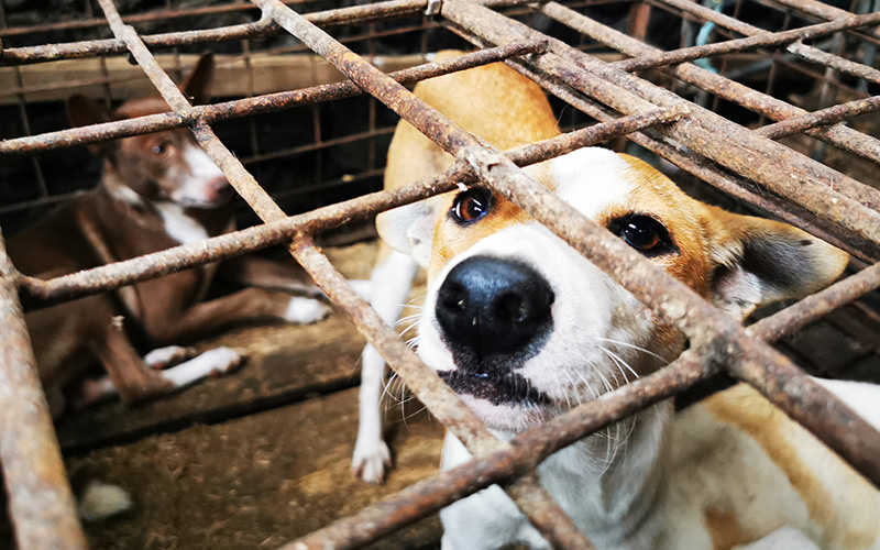 Dogs at a dog meat facility