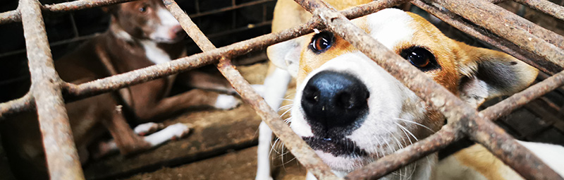 Dogs at a dog meat facility