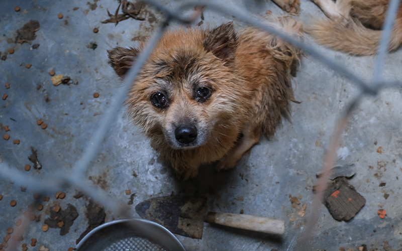 dog on dog meat farm