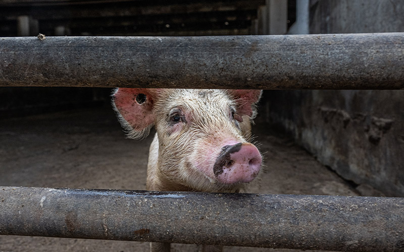 A pig in a cage