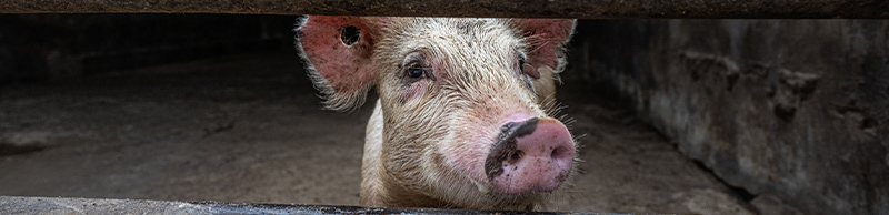 A pig in a cage
