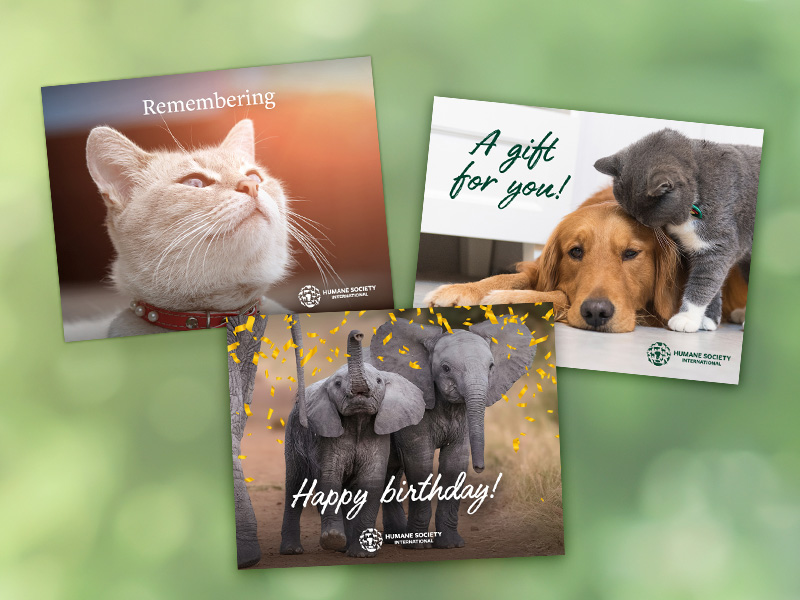 HSI e-cards for all occasions.