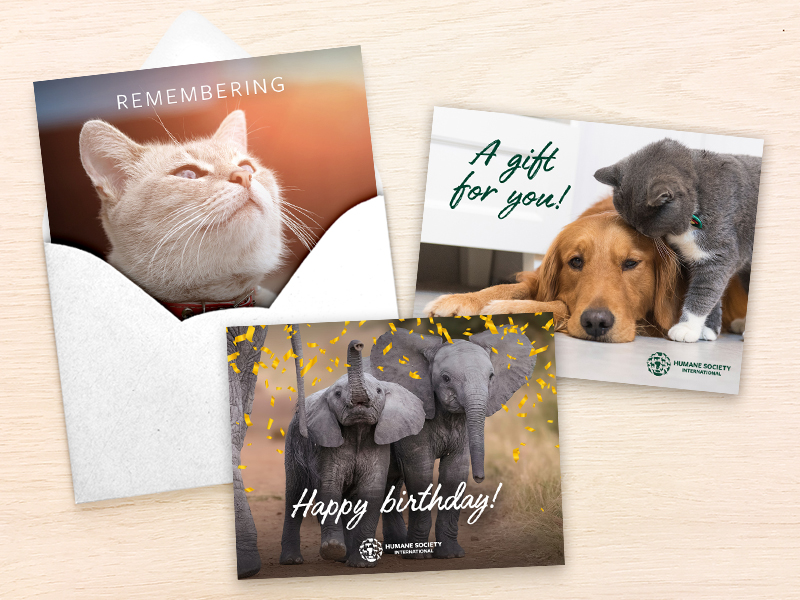HSI e-cards for all occasions.