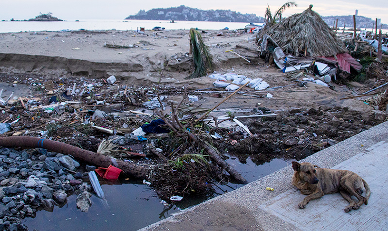 dog in hurricane debris