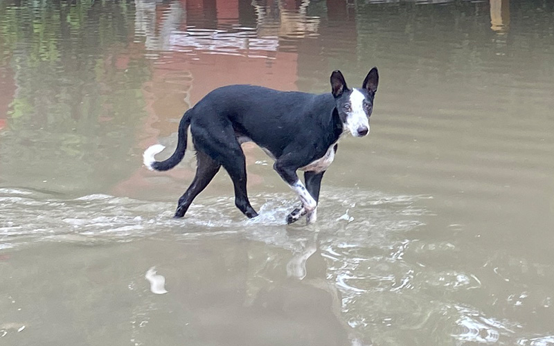 dog laying in debris