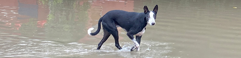 Dog in a flood