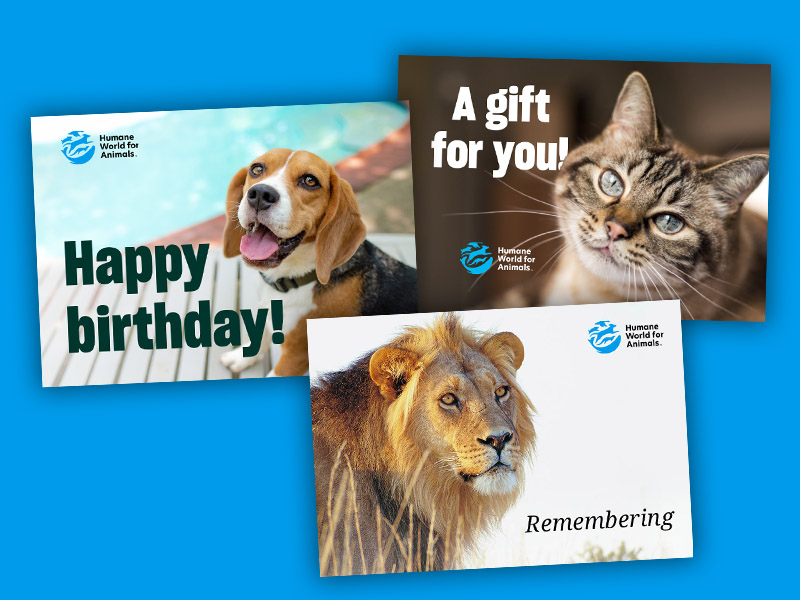 A photo collage showing samples of the e-cards