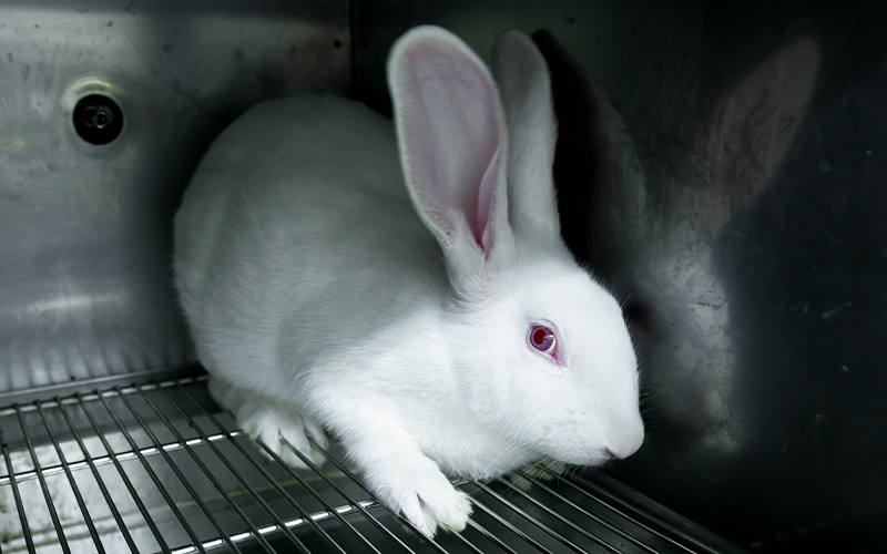 Experimental white rabbits in a cage.