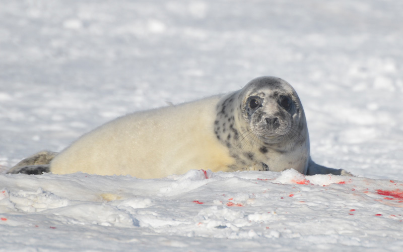 Grey seal hunt on Hay Island.