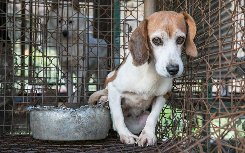 Dog on a dog meat farm