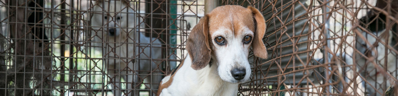 Dog on a dog meat farm