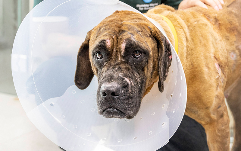 A dog recieving veterinary care