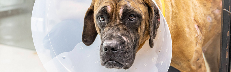 A dog recieving veterinary care