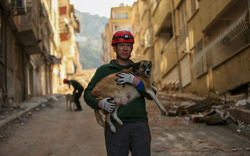 dog walking in Turkey after earthquake