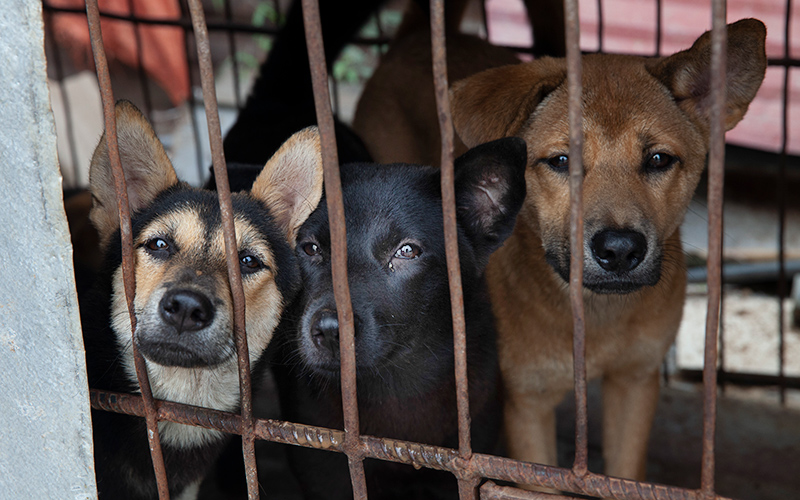 A dog is kept in a cage at a former dog meat farm in Yongin, South Korea.
