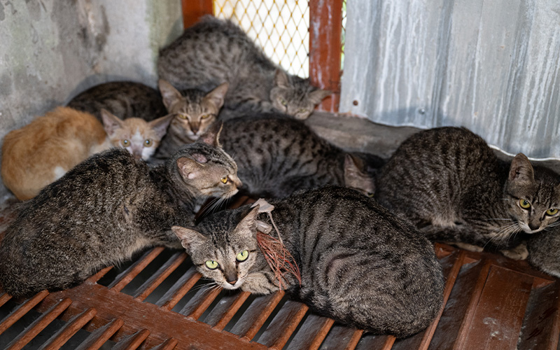 cats on a cat farm